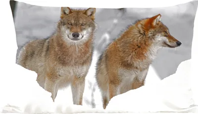 Produktbild von MuchoWow® Zierkissen Sofakissen Wohnzimmer Dekokissen 50x30 cm Wolf - Schnee - Tiere - Wohnzimmerdekoration - Polster mit Photo