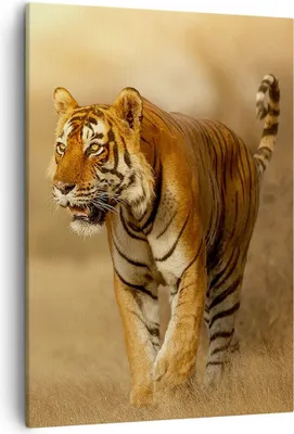 Produktbild von Bild auf Leinwand - Leinwandbild - Einteilig - tiger tier - 50x70cm - Wand Bild - Wanddeko - Wandbilder - Leinwanddruck - Kunstdruck - Wanddekoration - Leinwand bilder - Wandbild - PA50x70-3946
