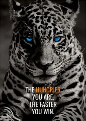 Produktbild von TPFLiving Kunstdruck LW-804 (OHNE RAHMEN) Poster - Leinwand - Wandbild - Hochauflösender Giclée-Druck, langlebig und hochwertig - Tiger und Hund mit motivierenden Zitaten - Größe: 50x70cm