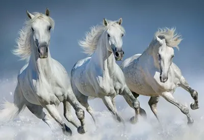 Produktbild von TischSet 3D weiße Pferde Platzset 2erSet Platzdeckchen Poster Bilder Pferd Pony Tiere