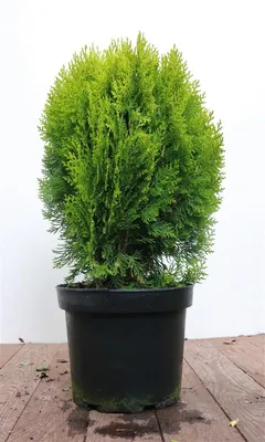 Produktbild von Thuja orientalis 'Aurea Nana', Lebensbaum, goldgelb, 40–50 cm