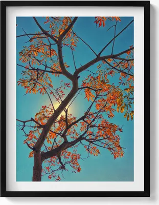 Produktbild von Herbstbaum und Sonne– Wandbild mit Rahmen – Gerahmtes Bild  – Wanddekoration – 60x80 cm –  Schwarz Rahmen