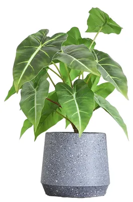 Immagine prodotto di Pianta artificiale da 35 cm in vaso – Alocasia realistica per decorazioni interne ed esterne