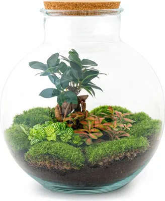 Image de Urbanjngl Bottle garden Bolder Bob Bonsai - 30 cm
