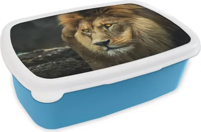 Produktbild von KitchenYeah® Lunchbox Brotzeit Brotdose 17x11 cm Löwe - Porträt - Wild Kinder Brotzeitdose - Lunch - Kunststoff  - Brotbüchse - Sandwichbox - Lunchbox für Kinder