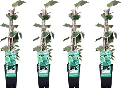 Produktbild von 4x Hedera algeriensis 'Gloire de Maren' - 65 cm vysoký, Ø 15 cm - Alžírsky brečtan Rastlinyセット