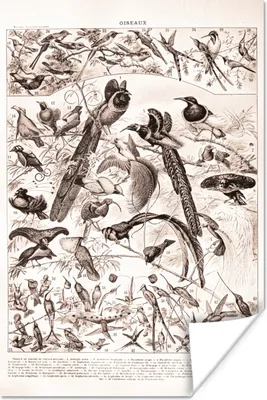 Produktbild von MuchoWow® Poster Vogel - Tiere - Schwarz - Weiß 80x120 cm - Papierdruck