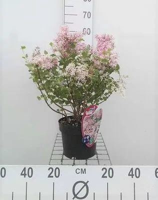 Obrázek produktu pro Syringa meyeri 'Palibin' - Palibin zakrslý šeřík 30- 40 cm - Kontejnerová rostlina