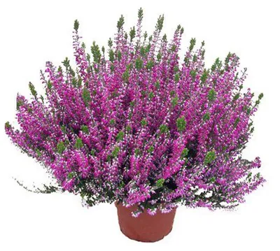 Produktbild von Enseleits Calluna Beauty Lady´s Rosa