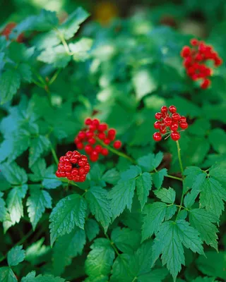 Produktbild von Actaea rubra, Rote Christophskraut, ca. 9x9 cm Topf