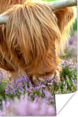 Produktbild von MuchoWow® Poster Schottische Highlander - Gras - Heidekraut - Tiere 120x180 cm - Kunstposter