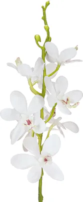 Produktbild von Künstliche Orchideen Weiß Ø3,5-5cm L38cm 2St Deko, 2 Stück