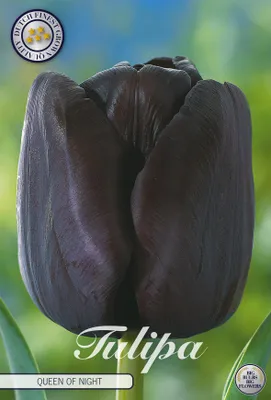 Artikelbild 2 von 'Tulpe Queen of Night (7 Stück)' aus der Kategorie Tulpenzwiebeln