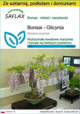 Zdjęcie produktu dla SAFLAX - Zestaw do uprawy - Bonsai - Glicynia - 4 Nasiona - Z mini szklarnią, podłożem uprawowym i 2 doniczkami - Wisteria sinensis