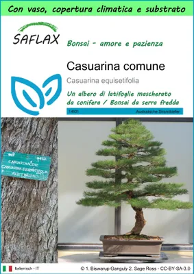 Immagine prodotto di SAFLAX Garden to go - Casuarina comune - 200 semi - Casuarina