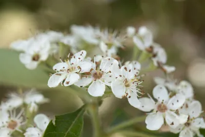Produktbild von Crataegus lavallei 'Carrierei', Lederapfel, 60–100 cm