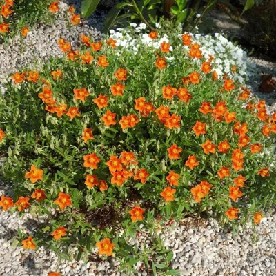 Produktbild von 12 Pflanzen Sonnenröschen 'Bronzeteppich', Helianthemum, P9 Topf