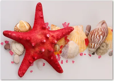Produktbild von Tulup® Leinwandbild - 100x70 cm - Wandkunst - Drucke auf Leinwand - Leinwanddruck  - Tiere - Rot - Seestern Muscheln