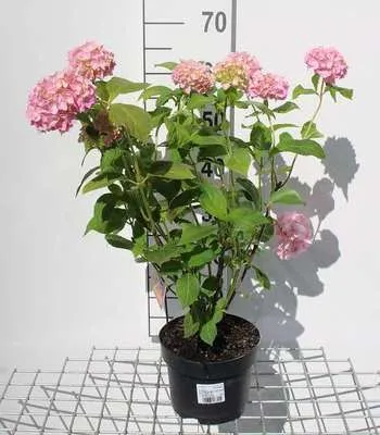 Produktbild von Hydrangea macr. roze/rose - Hortensien  25- 30 cm Container
