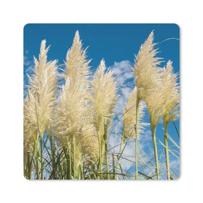 Produktbild von MuchoWow® Mauspad Mousepad Pampasgras - Pflanze - Natur 30x30 cm - Mousepads - Maus Mat - Pad - Mausunterlage - Gaming
