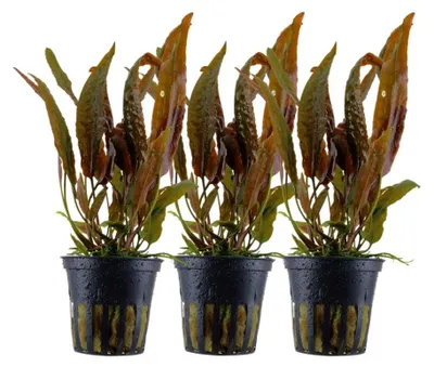 Produktbild von Aquarium Pflanze 3 Stück Cryptocoryne usteriana Tropica Nr.120 Wasserpflanzen