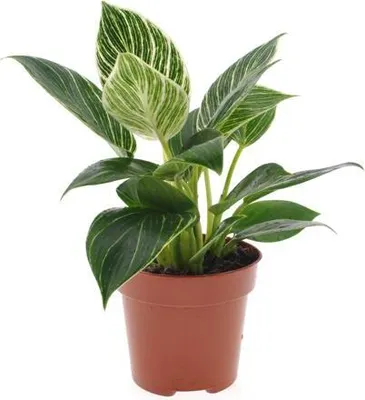 Obrázek produktu pro Filodendron White Wave 30-40 cm - stromek přítel - zelený ráj v obývacím pokoji