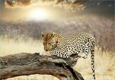 Produktbild von Wallario Fototapete Vliestapete, seidenmatte Oberfläche, einfache Verarbeitung, Größe 200 x 140 cm, Motiv Leopard auf Baumstamm in Afrika