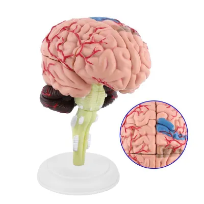 Obrázok produktu pre Model mozgu,Anatomický model,Ľudský mozog,Anatomický model mozgu,Lekársky model