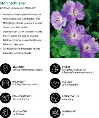 Produktbild von Dehner Bio Stauden-Set Lange Blüte, 18 Pflanzen für sonnige bis halbschattige Standorte, je 3-20 cm exkl. Pflanztopf, Ø Topf je 9 cm, grün / lila / gelb / dunkelrot
