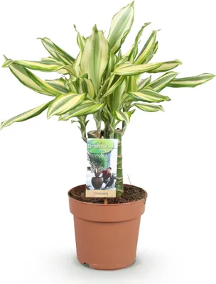 Produktbild von Dracaena fragrans Diamond Dream - Drachenbaum - 17cm - Höhe 50-55cm