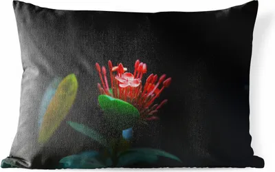 Produktbild von MuchoWow® Outdoor Kissen - Ein Foto einer tropischen Blume auf schwarzem Hintergrund - 50x30 cm - Wetterfest - Lounge Kissen - Sofa kissen - Wohnzimmer Dekoration