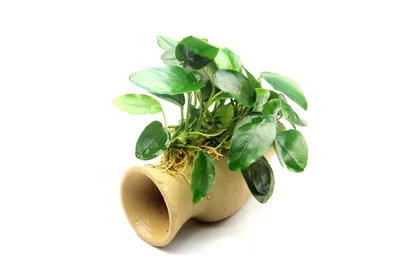 Produktbild von Welz Amphore mit Anubias Nana Wasserpflanze Aquarium Aquariumpflanze