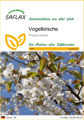 Produktbild von SAFLAX - Vogelkirsche - Prunus avium - 10 Samen