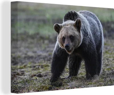 Produktbild von OneMillionCanvasses® - Leinwandbilder - 140x90 cm, Bär Fotodruck, Wandbilder Kunstdruck Wanddekoration - Foto auf Leinwand - Gemälde auf Holzrahmen
