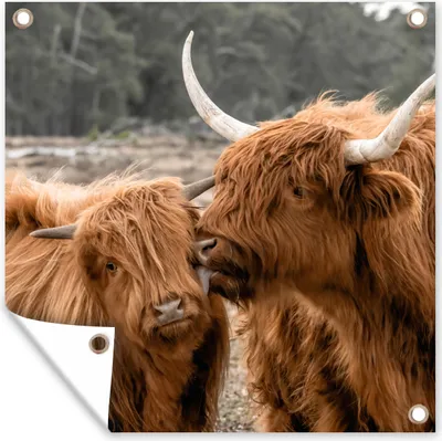 Produktbild von MuchoWow® 100x100 cm Outdoor-Poster Gartendeko Sichtschutz Garten Poster für den Garten  Schottischer Highlander - Kuh - Tiere