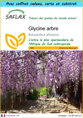 Image de SAFLAX Ensemble-cadeau - Glycine arbre - 15 graines - Bolusanthus