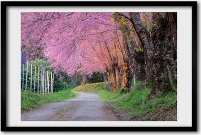 Produktbild von Bild 60x40 MDF-Rahmen, Wandkunst Kirschblüten