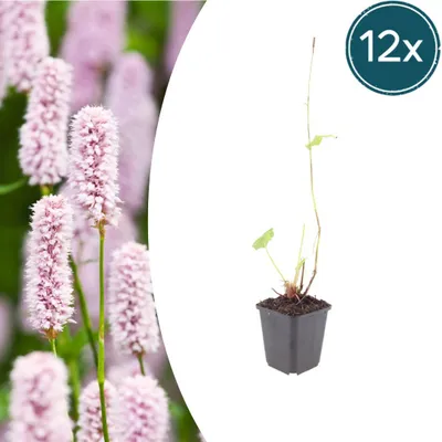 Zdjęcie produktu dla Persicaria bistorta | 12 sztuk - 10-25cm - Ø9cm - Roślina ogrodowa