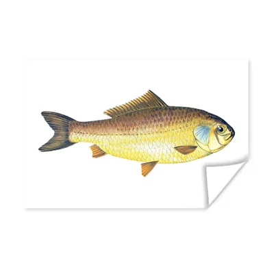 Obrázok produktu pre MuchoWow® Plagát - Ryby - Giebel- Realizmus - 60x40