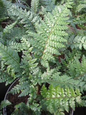 Produktbild von Polystichum makinoi - Glänzender Schildfarn