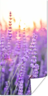 Produktbild von MuchoWow® Poster Lavendel - Nahaufnahme - Lila - Blumen 20x40 cm - Plakat - Foto