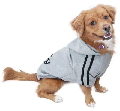 Productafbeelding van Hondenpullover voor puppy's - Grijs - M