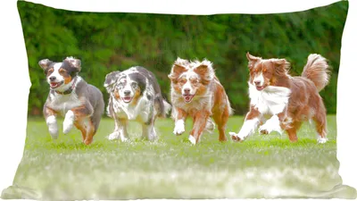 Produktbild von MuchoWow® Zierkissen Sofakissen Wohnzimmer Dekokissen 60x40 cm 4 Hunde laufen in einer Reihe - Kopfkissen - Polster mit Foto