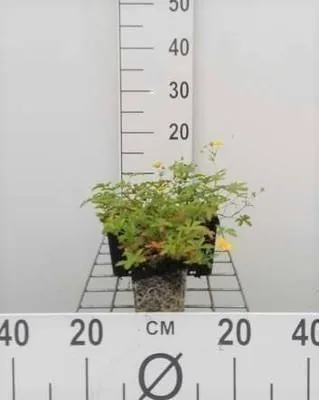 Immagine prodotto di 6 x Potentilla aurea - foxglove - vaso 9 x 9 cm