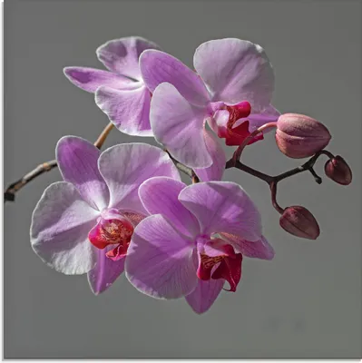 Produktbild von ARTland Glasbild Orchideentraum Größe: 50x50 cm