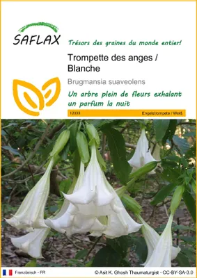 Image de SAFLAX  - Trompette des anges / Blanche - 10 graines - Brugmansia