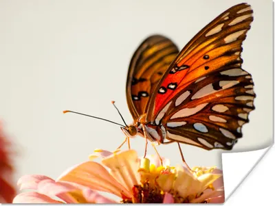 Produktbild von MuchoWow® Poster Schmetterling - Orange - Blume - Insekten 120x90 cm - Wandbild