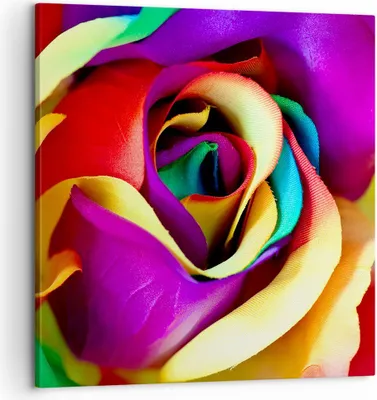 Produktbild von Bild auf Leinwand - Leinwandbild - Blume Farbe Rose - 60x60cm - Wand Bild - Wanddeko - Wandbilder - Leinwanddruck - Bilder - Kunstdruck - Wanddekoration - Leinwand bilder - Wandkunst - AC60x60-3623
