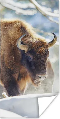Produktbild von MuchoWow® Poster Wisente laufen durch den Schnee im Nationalpark Bayerischer Wald 75x150 cm - Dekoration für die Wände