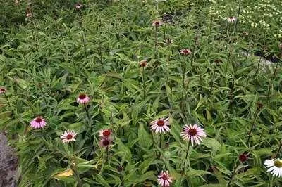 Produktbild von 6 x Echinacea purp. 'Magnus Superior' - Sonnenhut - Topf 9 x 9 cm